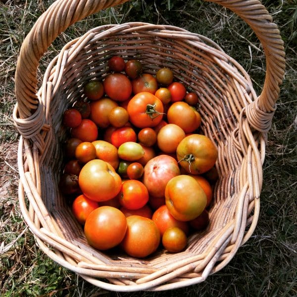 tomatoes 1
